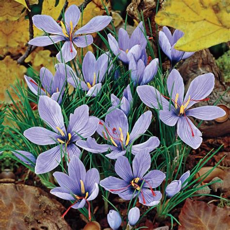 fall crocus bulbs for sale